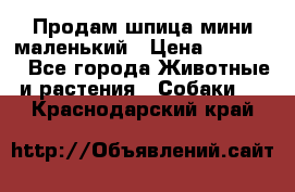 Продам шпица мини маленький › Цена ­ 15 000 - Все города Животные и растения » Собаки   . Краснодарский край